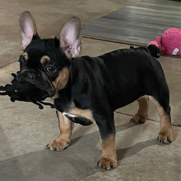 Harley